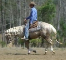 Marbry Performance Horses
